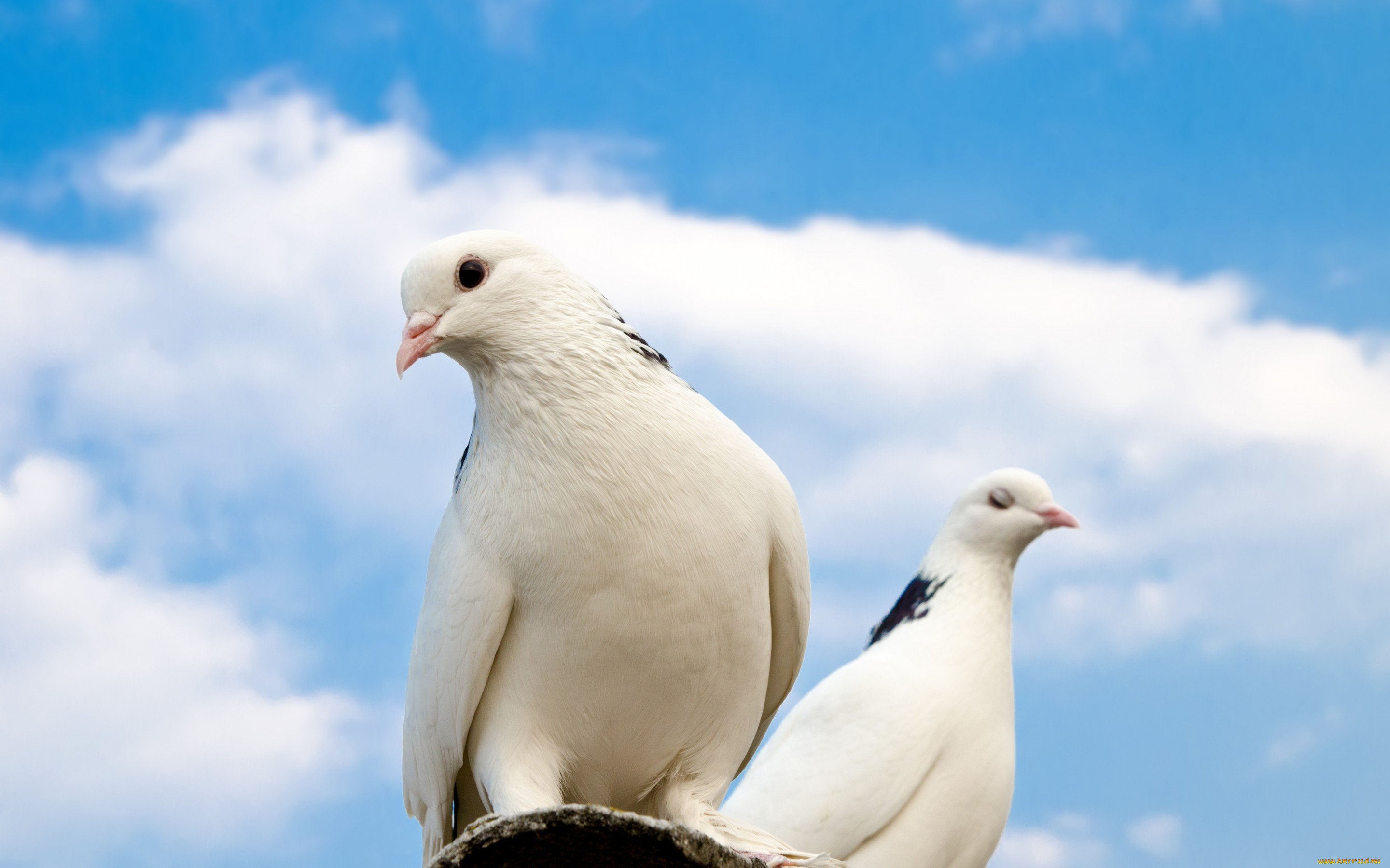, , sky, , , , pigeons, sun, roof, clouds